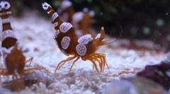 Garnélarák anemonova