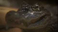 Krokodil: érdekes tények a veszélyes ragadozóról
