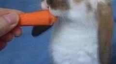 Nyulak: fő fajták és tartalmi szabályok