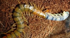 Nagy rovarok bolygók (6 fotók)