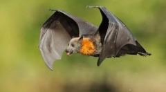 Krylanovy. Emlős család