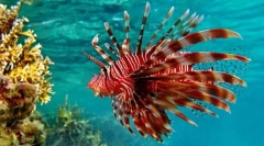 Lionland vagy zebra hal