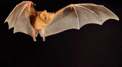 Szárnyas vámpírok