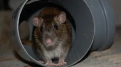 Patkányok az alagsorban egy lakásépítés