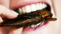 Ki eszik tarakanov-t?