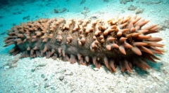 A félelemtől származó tengeri állatok közül ki veszíti el a beleket?