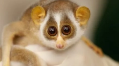 Ki az egész a világ minden tájáról: a legszellemesebb és megható vadon élő állatok