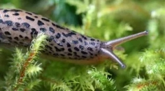 Ki az összes fog fényében: top 10 állat, akiknek sok foga van