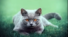 Kik a brit macskák: a fajta leírása, jellemzői és fajtái