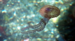 Akik ilyen intesztin-boldogság?