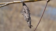 Akik ilyen táskák?