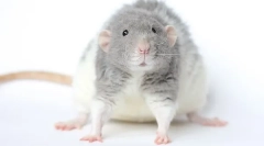 Ropogós fajta patkány rex: leírás és funkciók