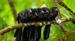 Cuckoo (fotó): ez a varázsló alávetése és álcázása