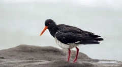 Kulik-negyven változó