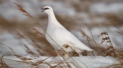 Partridge white medium orosz