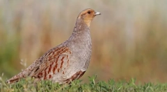 Partridge central orosz