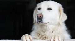 Kuvas (fénykép): hihetetlenül szép és szabadságos kutya