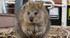 Quokka: érdekes tények a legtöbb boldog állatról a földön