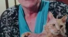 La perh: a göndör macskák jellemzői