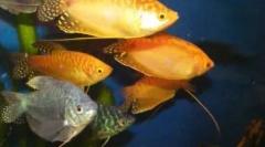 Labirintus hal az otthoni akváriumhoz: a tartalom listája és jellemzői