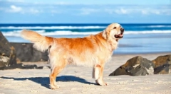 Labrador retriever (fénykép): reflehetetlen energia és végtelen kedvesség