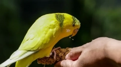 Papagáj finomság, amely szereti a papagájokat