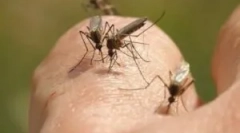 Lámpák a repülő rovarok megsemmisítéséhez