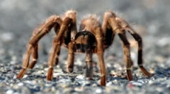 Paws spider: szám és funkciók