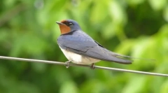 Fecskék és emberek