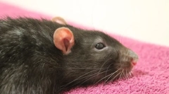 A tályog kezelése patkányokban, tünetek és előfordulási okok