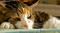 Macska hepatitis kezelése