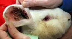 A nyulak kezelése a fülből