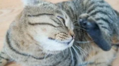 A macskákból származó brossok kezelése