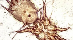 A fülkazetták kezelése macskákban