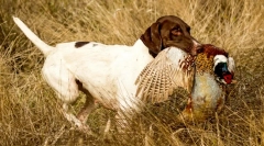A kutyák jogi fajtái
