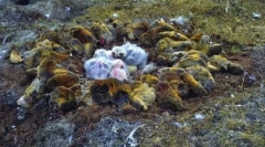 Lemmings - ugrik a sziklákból