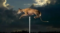 Repülő meghalni: szórakoztató szórakoztató kész