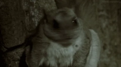 Levelek: érdekes tények a harci fehérjékről