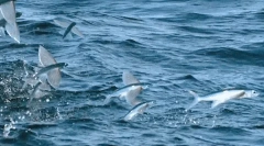 Légy hal - a természet csodája