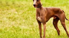 Súgó (fotó): elegáns és játékos kedvenc királyi nemesség