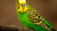 Lezginka a papagájok által végzett: videó, ahol a tollak elvégzik a merevlemezt