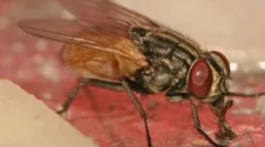 Muh lárvák az emberben