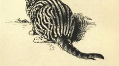 Arc a márka whiskas és más csillagok macska hirdetések