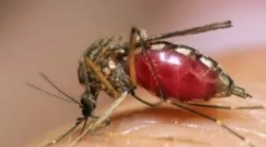 Sárga láz, denga és zika, melyet szúnyogok szállítanak