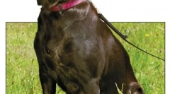 Lymphoma és leukémia kutyákban