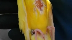 Lipoma papagáj, okok, kezelés