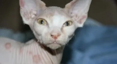 Megfosztja a macskákat: okok és kezelés