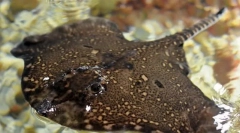 Liser-tenger, vagy szögesdrót