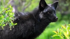 Bőr: kutya és róka és róka lehetséges