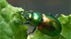 Slap: leírás és kár